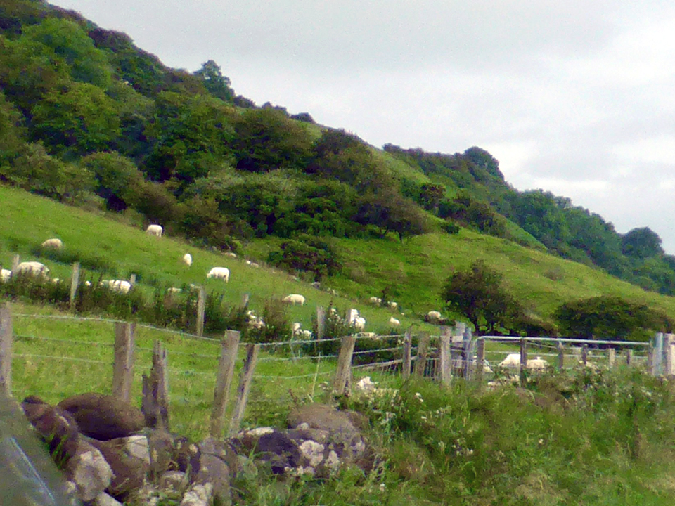 sheep on hillside, Coastal Causeway, Northern Ireland