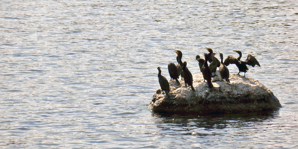 cormorants, Lake Winnipesaukee, NH