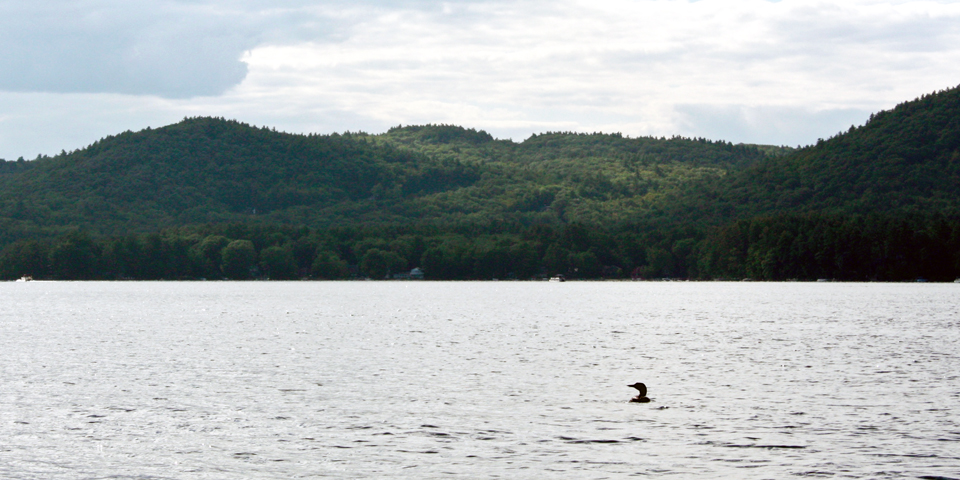 loon on Squam Lake, Holderness, NH