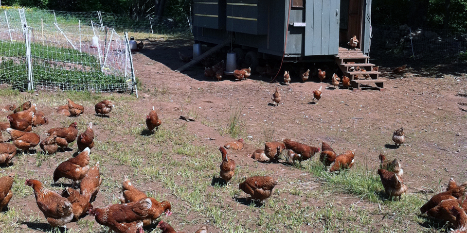 chickens, Primo, Rockland, Maine