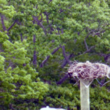 osprey nest, Casco Bay, Portland, Maine