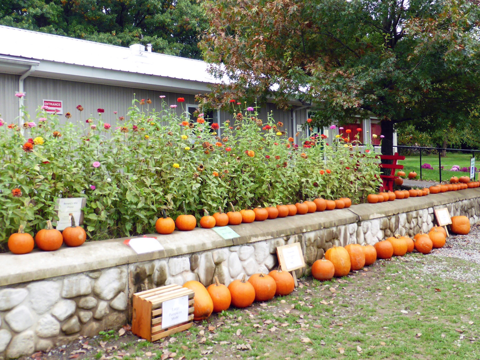 pumpkins, Reisinger's, Watkins Glen, NY