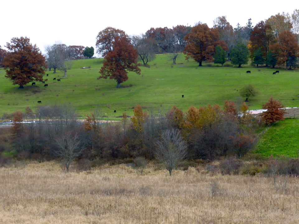 Angus cattle on hill, Groton, Massachusetts