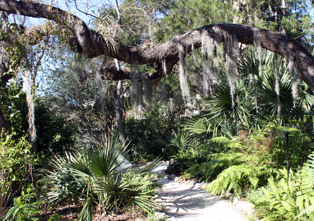 epiphytes along a pathway in Selby Gardens, Sarasota, Florida
