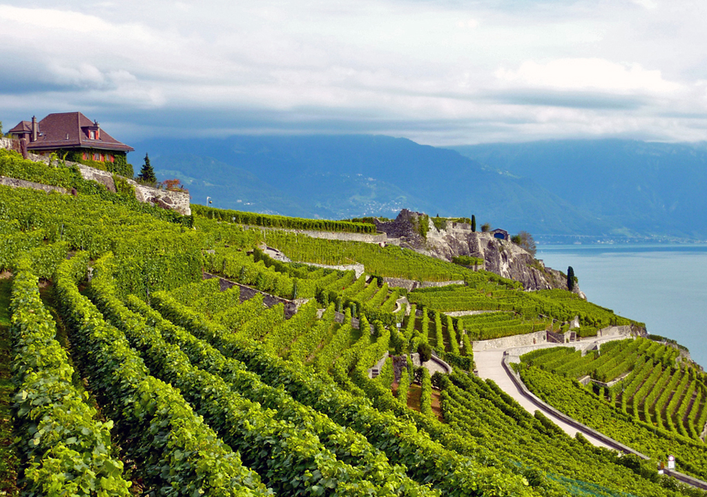 Lavaux slope, Switzerland