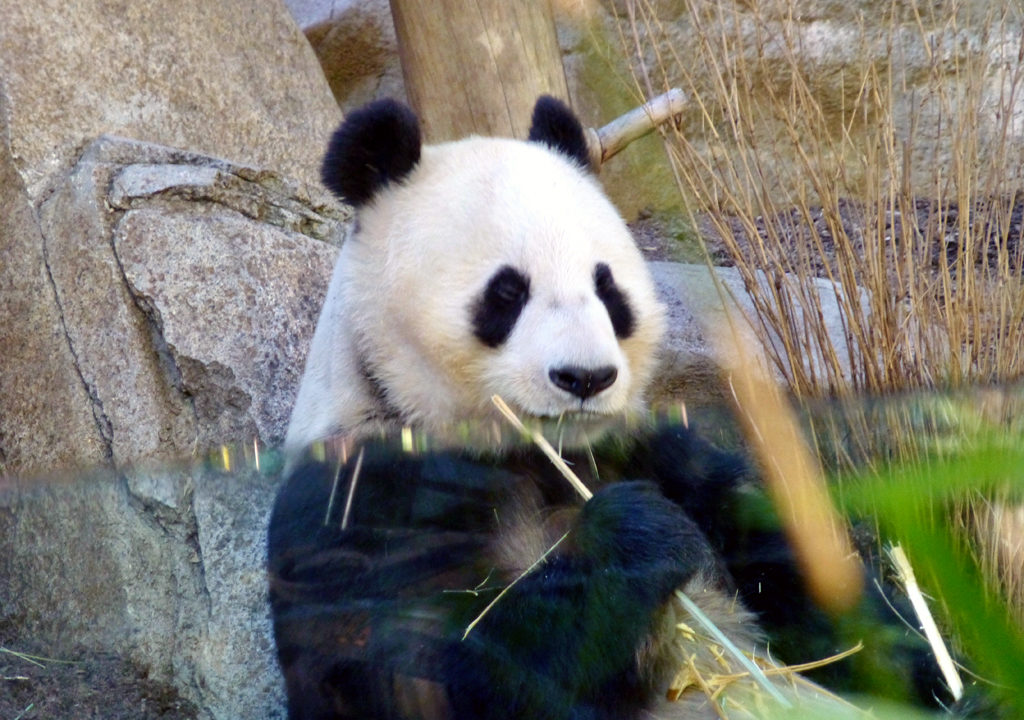 Giant Panda, San Diego Zoo