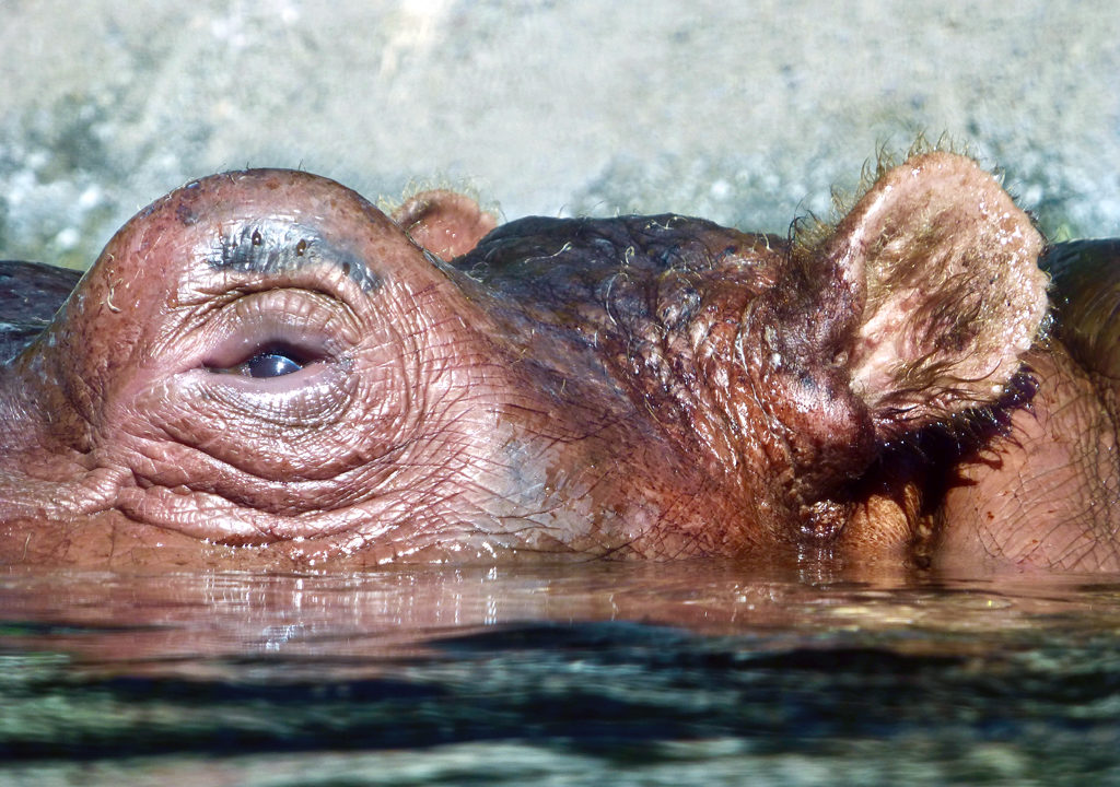 hippo, San Diego Zoo, California