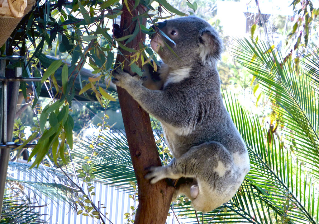 koala, San Diego Zoo