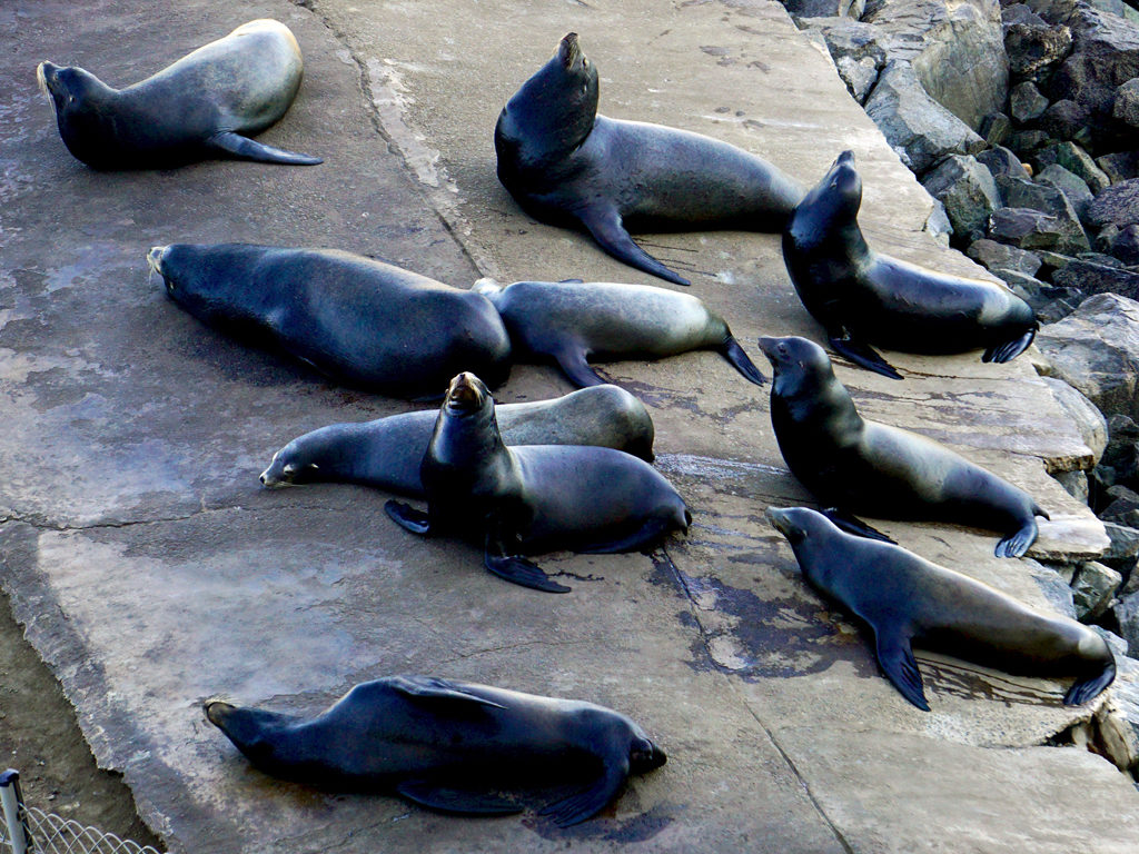 sea lions, Eurodam, Ensenada, Mexico