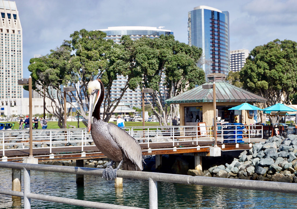 pelican, Embarcadero Park, San Diego, California