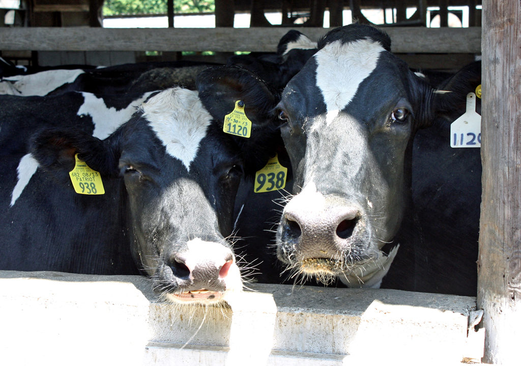 Holstein cows, Maple View Farm, Chapel Hill, NC