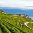 Switzerland’s Lavaux: A votre sante!