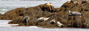 sunbathing seals, whale watch aboard the tall ship Jolly Breeze, St. Andrews by the Sea, New Brunswick