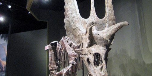 dinosaur skeleton, Sam Noble Oklahoma Museum of Natural History