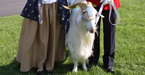 goat, Quebec City 400th