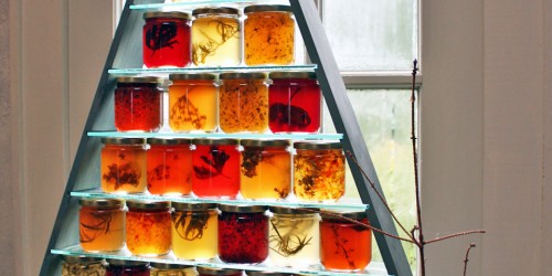 jellies, Tangled Garden, Grand Pré. Nova Scotia