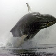 A synergy of nature, culture, and cuisine: a whale of an adventure in Charlevoix, Quebec, Canada