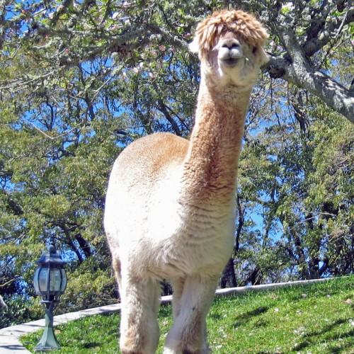 alpaca at Peppers on the Point, Rotorua, New Zealand
