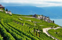 The Swiss Lavaux region: A votre sante!