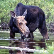 Reflections on Moosehead Lake