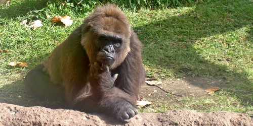 gorilla, Audubon Zoo, New Orleans, Louisiana