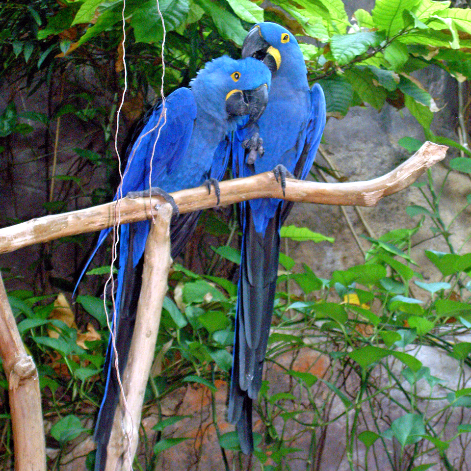 New Orleans, Louisiana two blue birds | Notable Travels