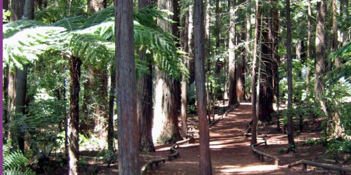 giant redwoods Rotorua, New Zealand
