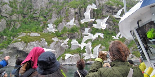 In Trollfjord, Norway, e used tasty morsels to lure these white gulls to our boat to attract the attention of White-tailed Sea Eagles.