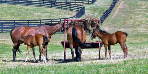 The Bluegrass region of Kentucky is the Horse Capital of the World.