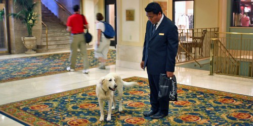 Mavis, the canine ambassador at the Fairmont Hotel, Vancouver
