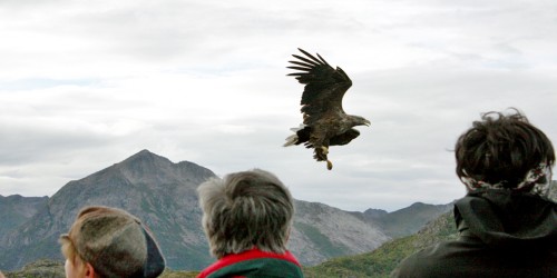 An eagle safari was part of our Hurtigruten cruise in Norway.