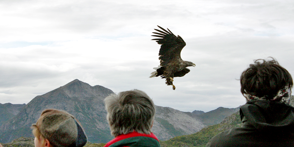 An eagle safari was part of our Hurtigruten cruise in Norway.