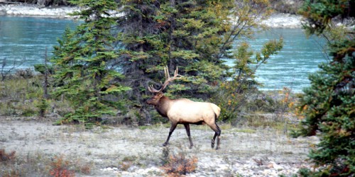 elk in Jasper, Alberta, Canada