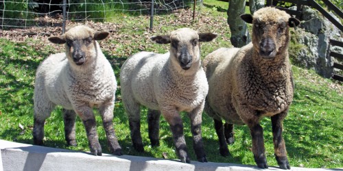 sheep, Peppers on the Point, Rotorua, New Zealand