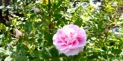 Annapolis Royal Historic Gardens, Nova Scotia