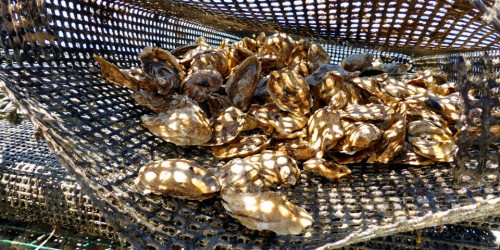 oysters growing at Eel Lake Oyster Farm, Ste. Anne du Ruisseau, Nova Scotia