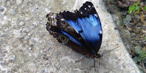 Blue Morpho butterfly, Costa Rica