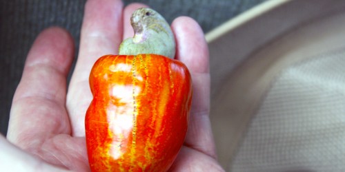 cashew apple, Costa Rica