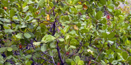 cashew tree, Costa Rica