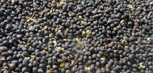 coffee beans, Espiritu Santo Coffee Plantation, Costa Rica