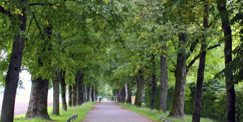 Trees to von Trapp home_ “The Sound of Music” children climbed wearing clothing made from draperies, Salzburg, Austria