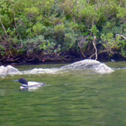 Squam Lake Boat Tours, Holderness, New Hampshire