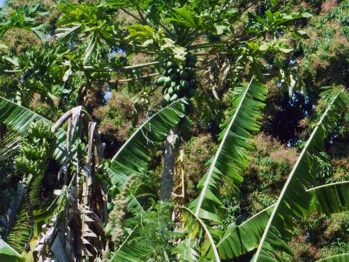 mango tree, Hilo, Hawaii