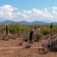 Cactus Country: travel in these thorny times
