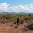 Cactus Country: travel in these thorny times
